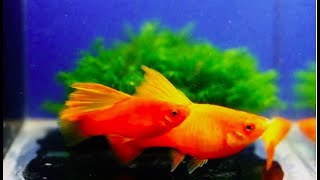 10 Super Amazing Platy Fish  Super Rare Platy Fish [upl. by Feucht658]