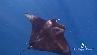 030724  Dives at Kudima Wreck Kudarah amp Manta Snorkelling Confined Water Dhigurah  Maldives [upl. by Noled]