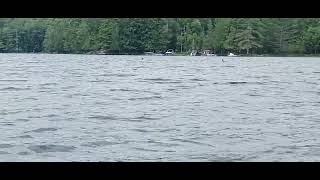 Loons on Raquette lake [upl. by Meraree]