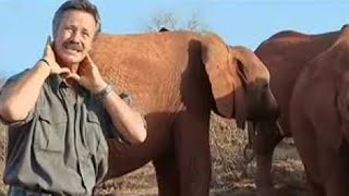 Horrific Methods Used by Elephant Poachers  BBC Studios [upl. by Maurilia169]