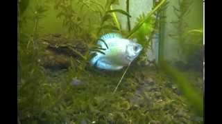 Colisa lalia Neon Blue  Dwarf gourami [upl. by Hluchy848]