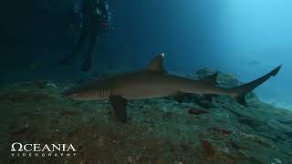 SHARK DIVING CANDIDASA BALI INDONESIA [upl. by Enelyaj691]