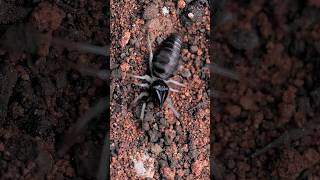 Black camel spider burrowing Rhagodes melanus camelspider arachnid [upl. by Nido837]