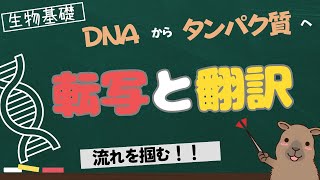 【生物基礎】DNAの転写と翻訳の流れ [upl. by Fleur382]