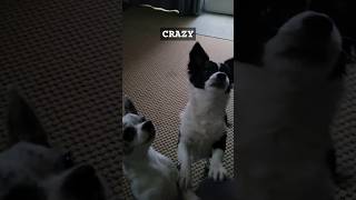 Crazy cute funny dog [upl. by Swanson612]