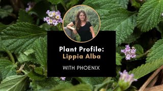 Plant Profile Lippia Alba with Phoenix [upl. by Aila]