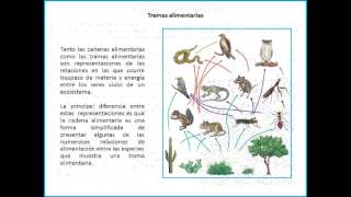 EQUILIBRIO EN LOS ECOSISTEMAS [upl. by Viviyan]