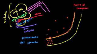 Glóbulos rojos  Biología humana  Biología  Khan Academy en Español [upl. by Heinrick361]