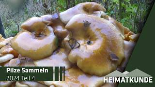 Pilzwanderung mit neu entdeckten Pilz 🍄🌲 4  Heimatkunde [upl. by Ailecec]