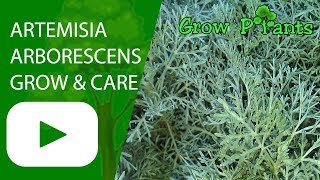 Artemisia arborescens  grow amp care  Tree Wormwood [upl. by Adnilg399]