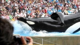 One Year After Blackfish SeaWorld Goes On Offensive [upl. by Aslehc]