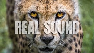 Awesome Cheetah Voice Sound  Roar of Cheetah  Love Pets [upl. by Taggart975]