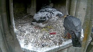 Bath Urban Peregrine Project 30 day old feed  20180524 [upl. by Mannie]