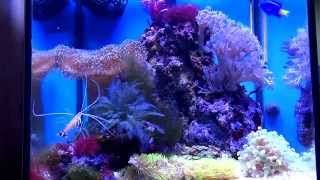 nano reef Aquael 30l  纳米礁海  нано риф моря [upl. by Urbano819]