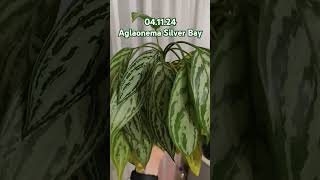 Aglaonema Silver Bay Aglaonema plants garden [upl. by Hartfield]