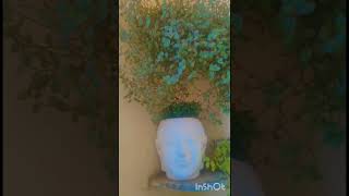 Callisia repens care tips indoorplants gardningtips gardening shortvideo [upl. by Arhoz]