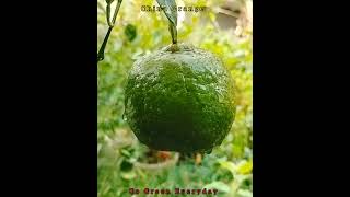 China Orange shortvideo shorts nature gradening gogreen fruit growgreen plants orange [upl. by Suehtomit]