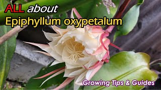 How to Correctly Grow Epiphyllum Oxypetalum Queen of the Night Growing Tips and Secrets 如何种植昙花 [upl. by Hussey310]