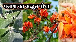 पलाश का अद्भूत पौधा देखिये कैसे लगाये ये शुभ पौधाHow to grow Plash plant [upl. by Joellyn113]