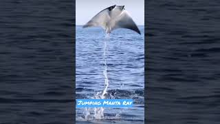 Jumping Manta Ray mantarays [upl. by Nalced]