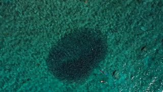 Bonefish PSA Research in the Florida Keys [upl. by Michel535]