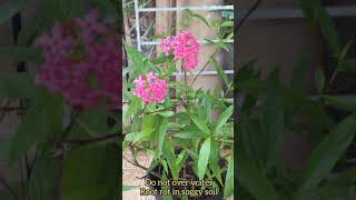 Panama Rose Rondeletia splendens Bright pink flowers attract butterflies flowers fragrant in evening [upl. by Ilana]