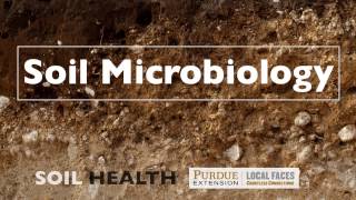 Soil Basics Soil Microbiology [upl. by Jarnagin]