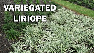 Silverlawn™ Liriope is a Low Growing Contrast Plant with Clean Variegated Foliage [upl. by Staford]