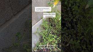 How to propagate Marjoram Maruvam or Davanam herb growing tipsgarden fragrantflowers farming [upl. by Noletta]