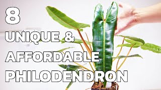 8 Unique And Affordable Philodendron Varieties [upl. by Lorinda904]