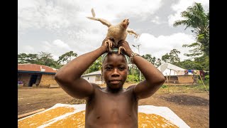 A day in the life of the inhabitants of Mansonia Loma Mountains Sierra Leone [upl. by Yelsek]