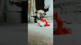 Baby dog playing with bleeding flower 2024 nature funny youtubeshorts cute [upl. by Hesta]