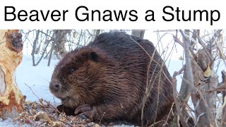 Check Out This BEAVER Gnawing on a Tree Stump [upl. by Mcgregor]