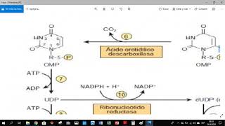 Pirimidinas resumen [upl. by Nillek]