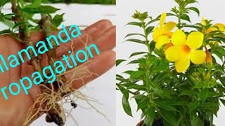 How to grow allamanda from cutting plants allamanda [upl. by Roumell]