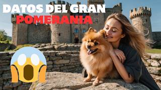 🐶POMERANIA PERROEl 🦮 pomerania  Características y toy🐶DOGPERROSRAZA🐶RAZASinfotipos [upl. by Mchenry]