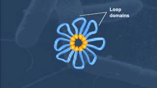 Cell StructureBacterial Chromosome Compaction [upl. by Rogozen]