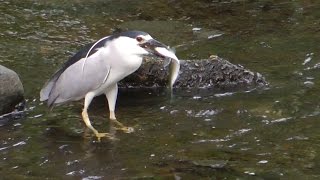 Night Herons Great Blue Herons amp Others Feasting on Herring [upl. by Winson]