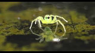 Magnolia Green Jumper Lyssomanes Viridis [upl. by Eisen367]