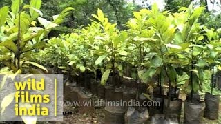 Nutmeg plantation  Kerala [upl. by Querida]