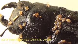 Опасны ли Клещи на Жуках Рогачах Dorcus Lucanidae [upl. by Byran]