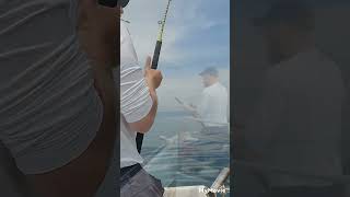 panula za zubaca  mrtva lignja  fishing trolling dentexcroatia [upl. by Ennayram]