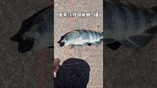 紐西蘭生活🇳🇿紐西蘭釣魚 fishing at Auckland wharf 香港釣魚 fishing aucklandfishing auckland ￼ [upl. by Allan]