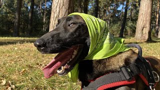 When the Malinois is bored the Belgian Shepherd lets off steam German Shepherd vs Malinois [upl. by Alexandr]