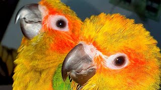 sun conure playing with Ring 📷📨 [upl. by Amber]