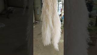 New pampas grass ready Over 200000pcs new stock high quality pampas pampasgrass [upl. by Ferguson]