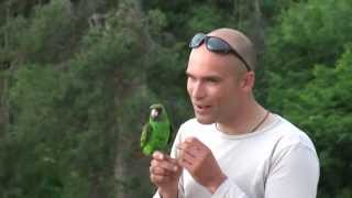 Jardines Parrot Free flight Czech Rep 2 [upl. by Keri]