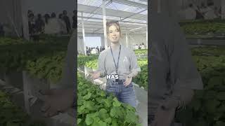 Visiting the BYoung Pool smart farm [upl. by Eelra]