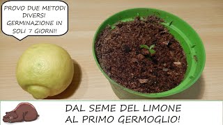 Come seminare un limone partendo dai semi 1 di 2 [upl. by Eidna432]