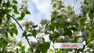 Awazi Rasani kurdi  am shaw  ئاوازی ڕەسەنی کوردی  ئەمشەو  زاهیر جەلال kurdishmusic [upl. by Nassi]